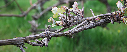 Vinplanter Udspring