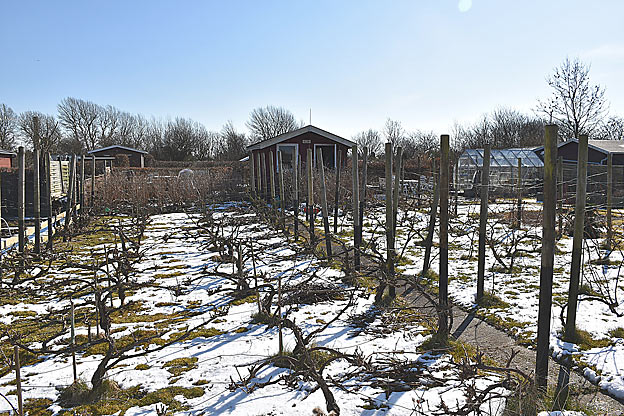 Vinter i vingården AmarOne