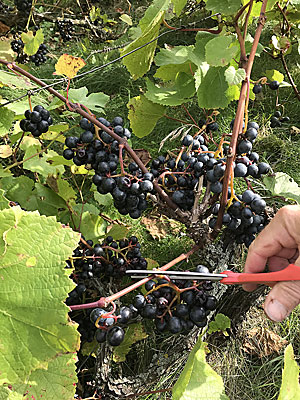 Wineharvest in Denmark
