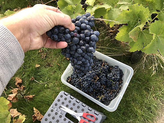 Wine harvest in Denmark