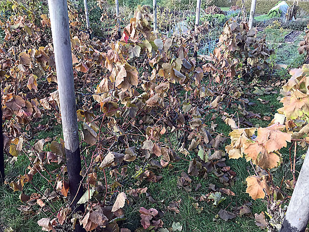 Vinmarken efter første frostnat