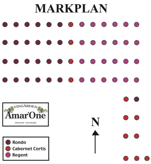 vineyard plan