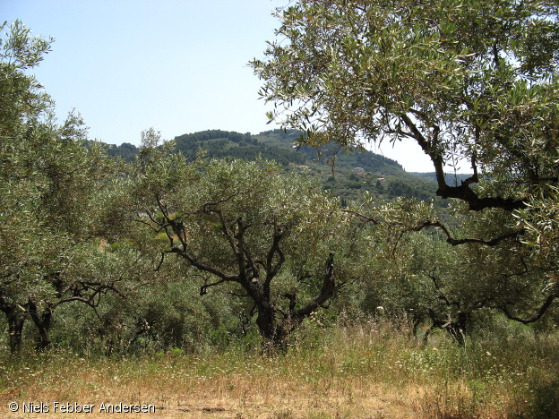 skopelos_0967.jpg